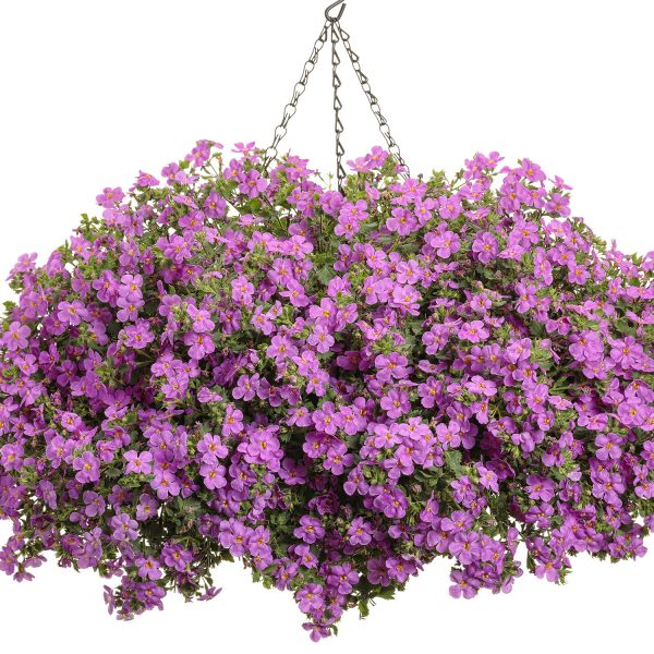 SUTERA SNOWSTORM ROSE BACOPA