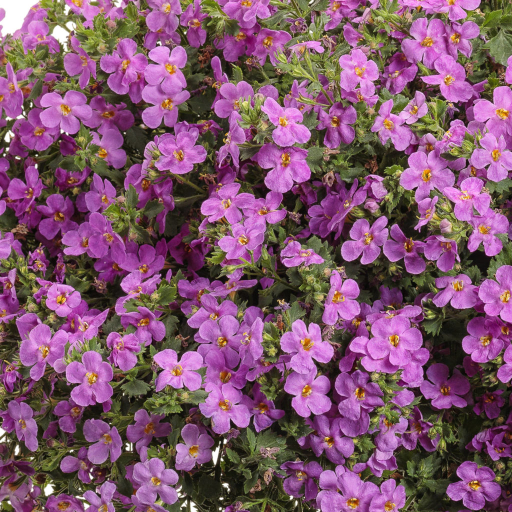 SNOWSTORM® Rose Sutera Garden Crossings