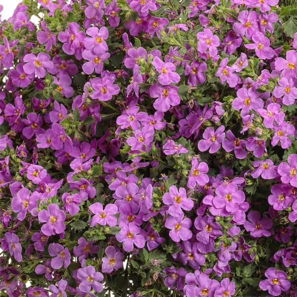 SUTERA SNOWSTORM ROSE BACOPA