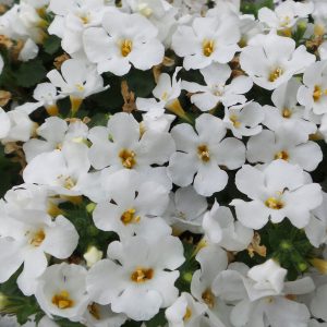 Sutera - Bacopa