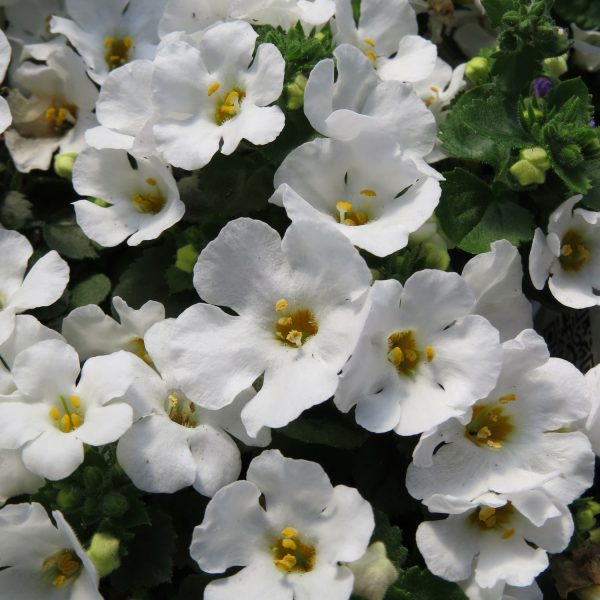 SUTERA SNOWSTORM SNOW GLOBE BACOPA