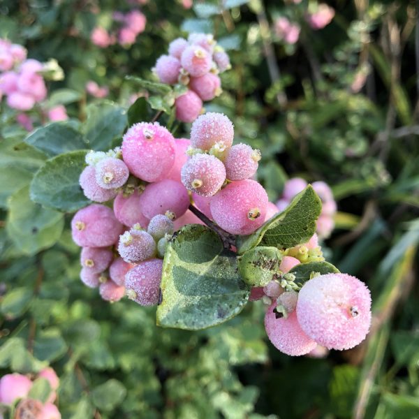 SYMPHORICARPOS PROUD BERRY CORAL BERRY