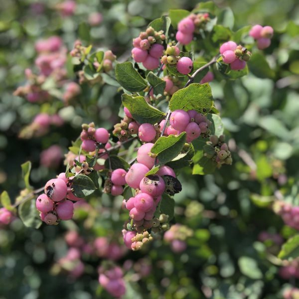 SYMPHORICARPOS PROUD BERRY CORAL BERRY