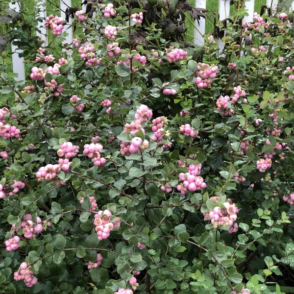 SYMPHORICARPOS PROUD BERRY CORAL BERRY