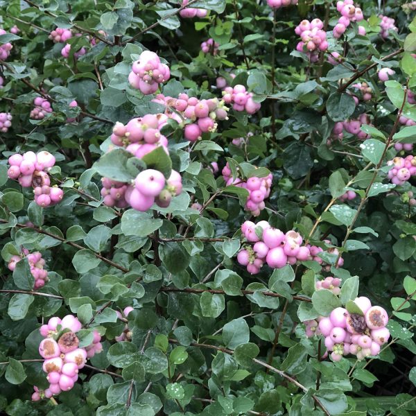 SYMPHORICARPOS PROUD BERRY CORAL BERRY