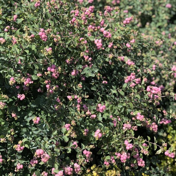 SYMPHORICARPOS PROUD BERRY CORAL BERRY