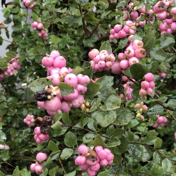 SYMPHORICARPOS PROUD BERRY CORAL BERRY