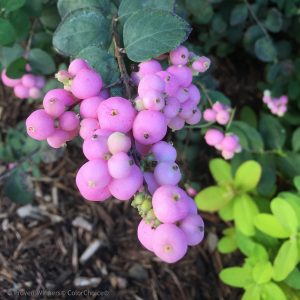 Coral Berry - Symphoricarpos