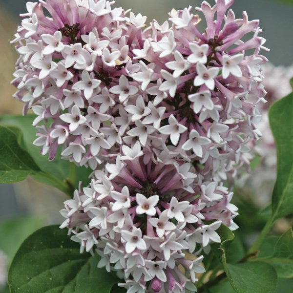 SYRINGA BABY KIM LILAC