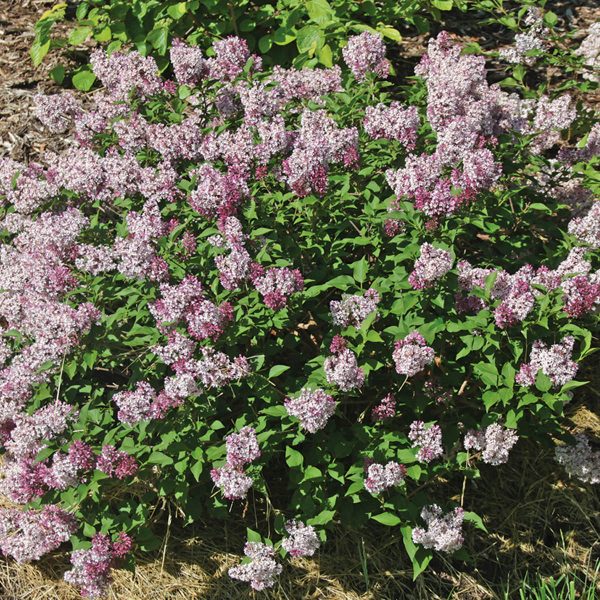 SYRINGA BABY KIM LILAC