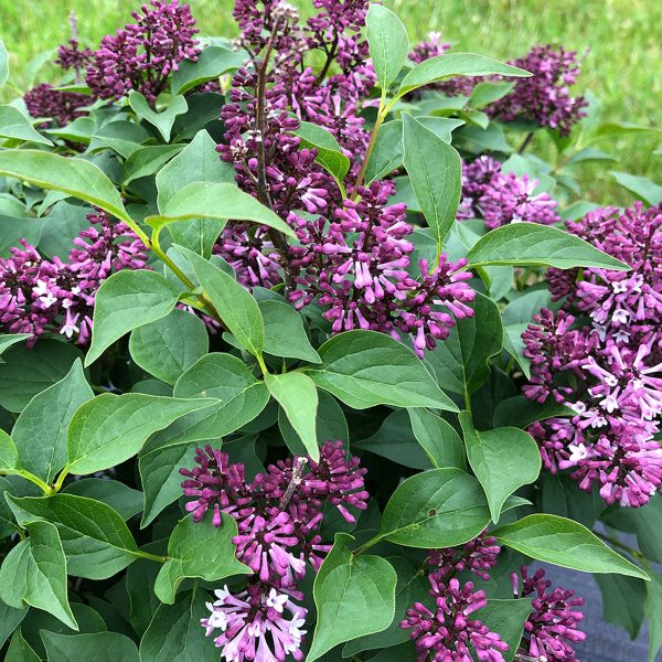 SYRINGA BABY KIM LILAC