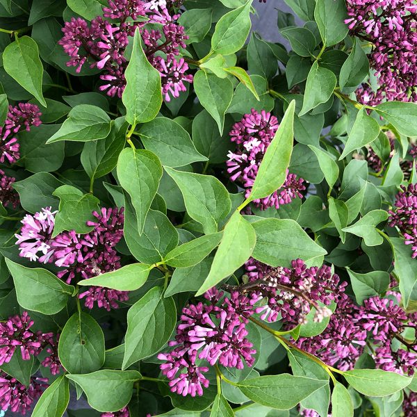 SYRINGA BABY KIM LILAC