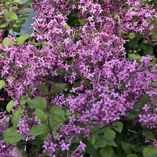 SYRINGA BLOOMERANG DARK PURPLE LILAC REBLOOMING