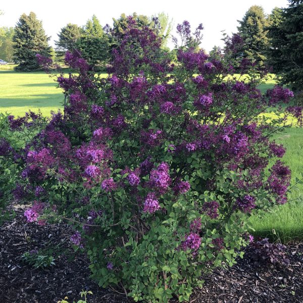 SYRINGA BLOOMERANG DARK PURPLE LILAC REBLOOMING