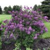 SYRINGA BLOOMERANG DARK PURPLE LILAC REBLOOMING