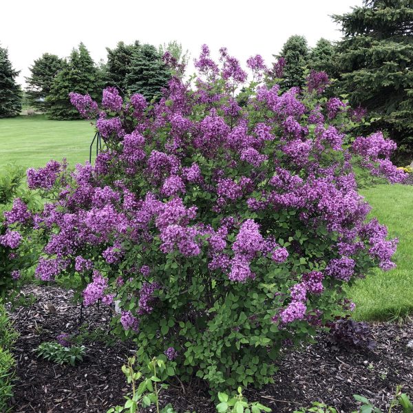 SYRINGA BLOOMERANG DARK PURPLE LILAC REBLOOMING