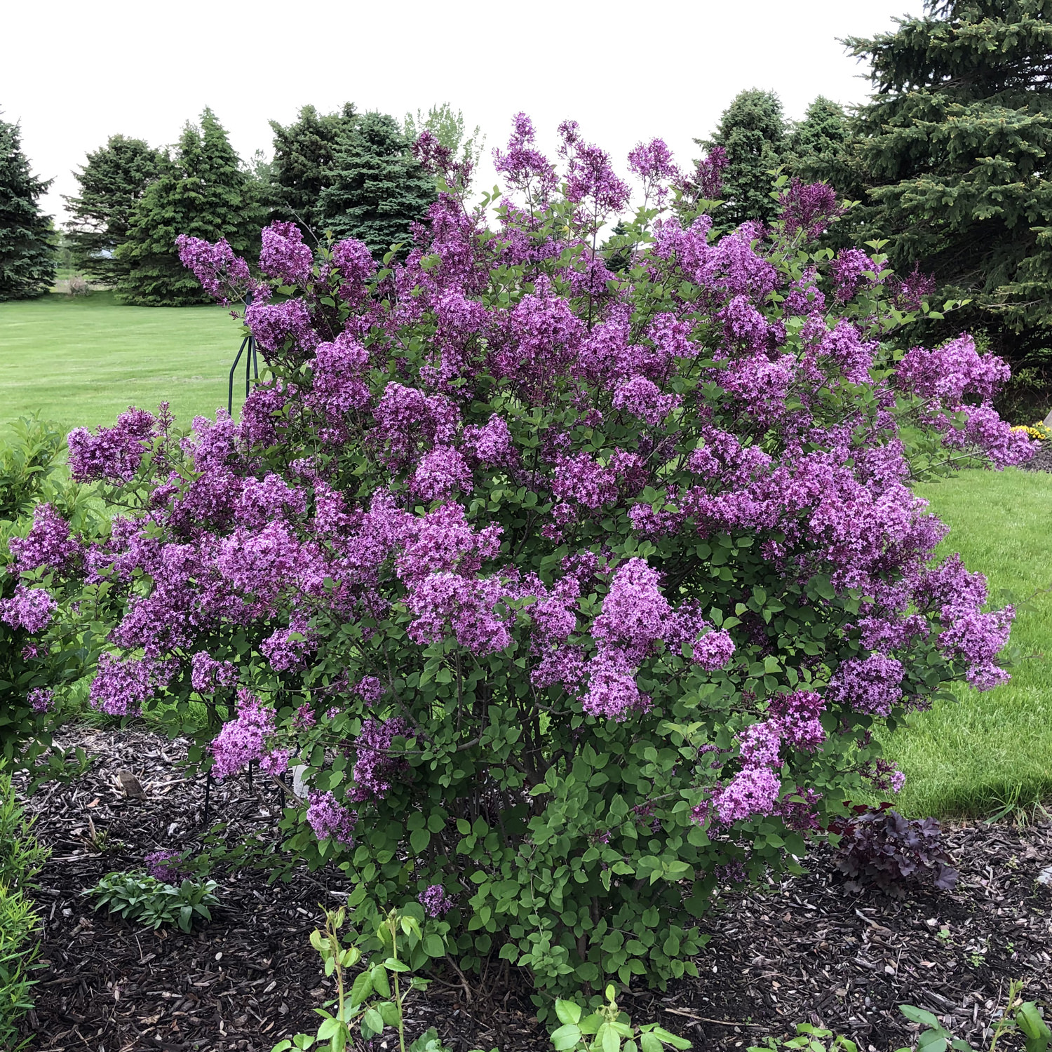 SYRINGA_BLOOMERANG_DARK_PURPLE_LILAC_REBLOOMING_GC_SYRDP_03.jpg