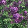 SYRINGA BLOOMERANG DARK PURPLE LILAC REBLOOMING