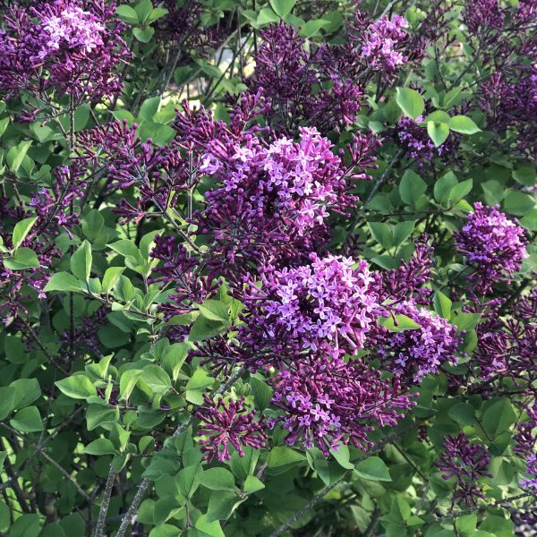 SYRINGA BLOOMERANG DARK PURPLE LILAC REBLOOMING