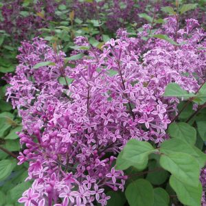 Lilac - Syringa