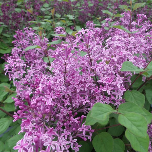 SYRINGA BLOOMERANG DARK PURPLE LILAC REBLOOMING