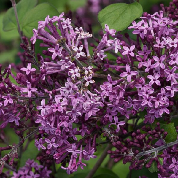 SYRINGA BLOOMERANG DARK PURPLE LILAC REBLOOMING