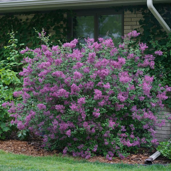 SYRINGA BLOOMERANG DARK PURPLE LILAC REBLOOMING