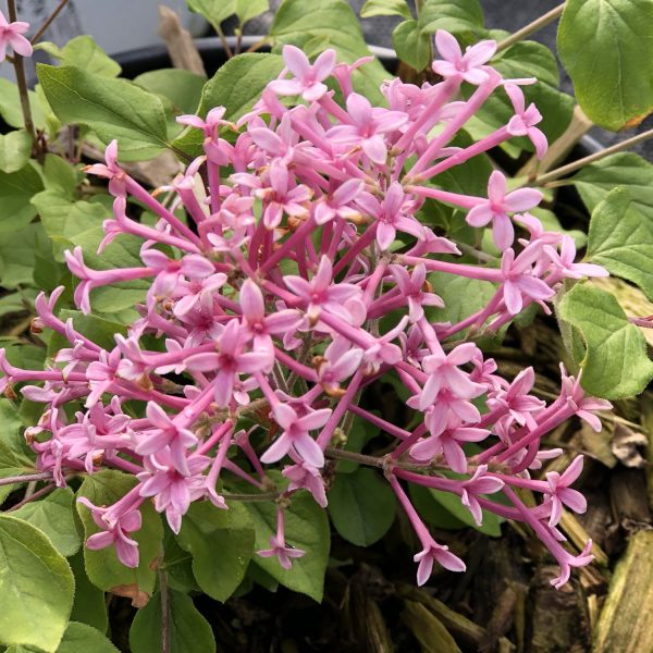 SYRINGA BLOOMERANG DWARF PINK LILAC REBLOOMING