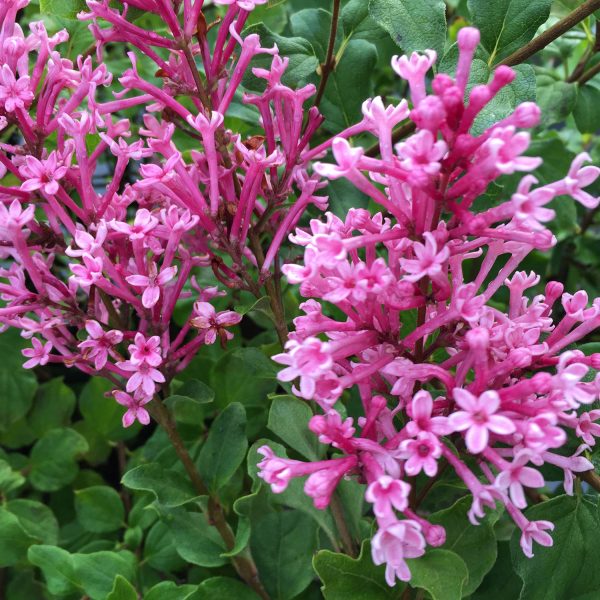 SYRINGA BLOOMERANG DWARF PINK LILAC REBLOOMING