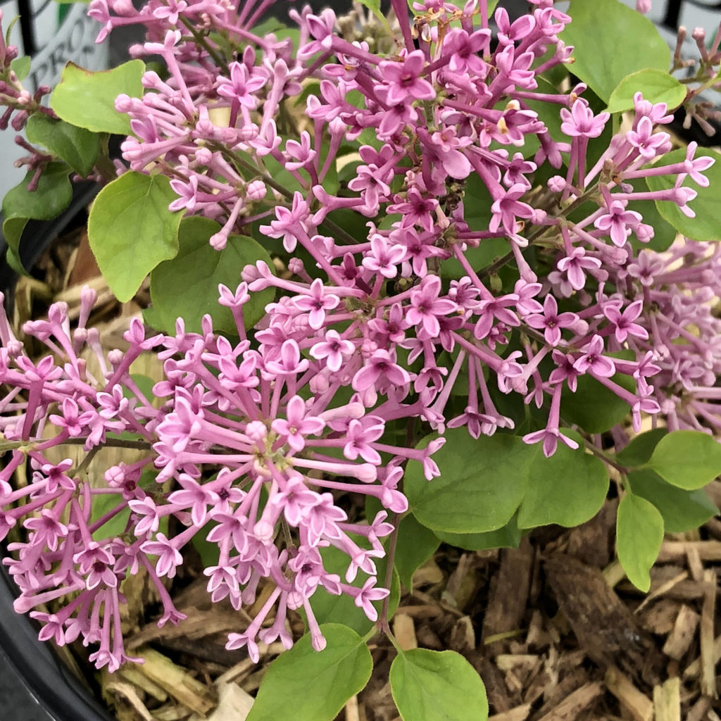 SYRINGA BLOOMERANG DWARF PURPLE LILAC REBLOOMING