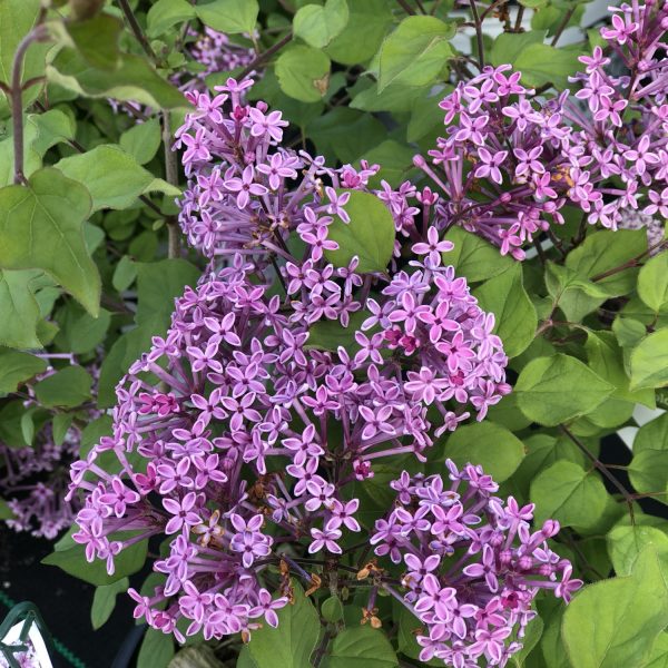 SYRINGA BLOOMERANG PURPLE LILAC REBLOOMING