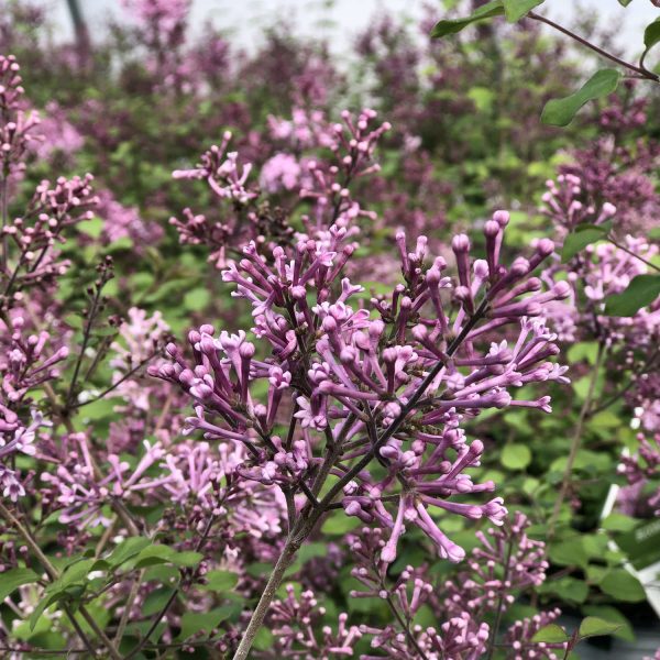 SYRINGA BLOOMERANG PURPLE LILAC REBLOOMING