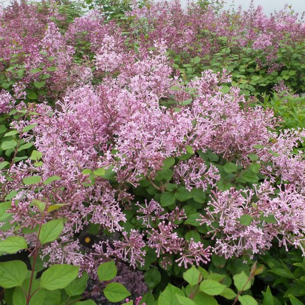 SYRINGA BLOOMERANG PURPLE LILAC REBLOOMING