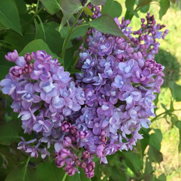 SYRINGA SCENTARA DOUBLE BLUE LILAC