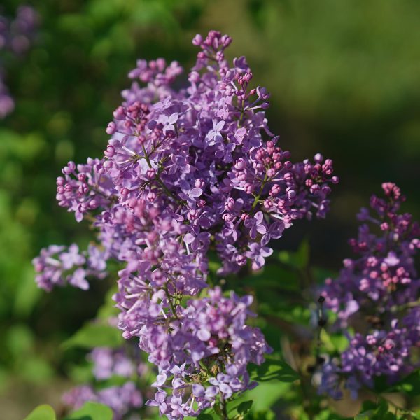 SYRINGA SCENTARA PURA LILAC