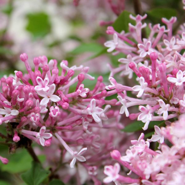 SYRINGA SCENT AND SENSABILITY PINK LILAC