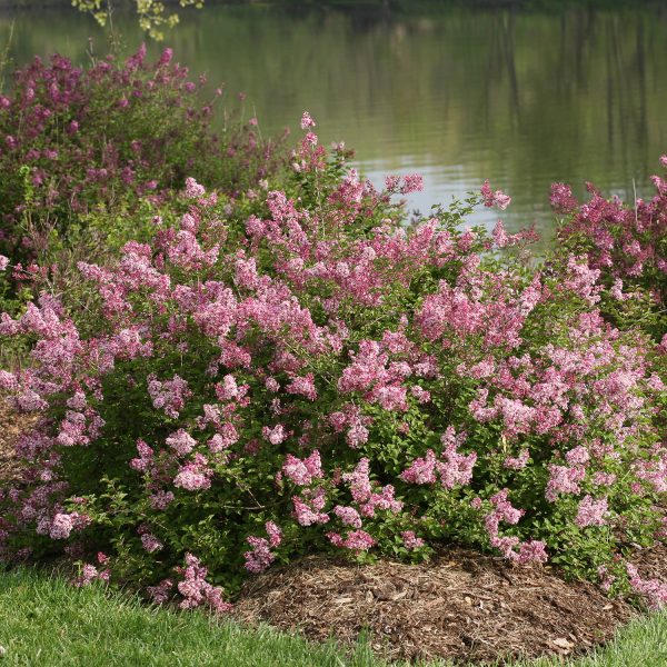 SYRINGA SCENT AND SENSABILITY PINK LILAC