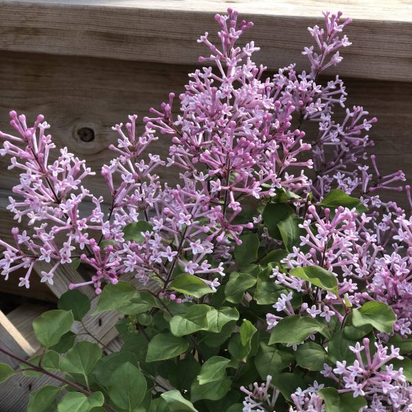 SYRINGA SCENT AND SENSIBILITY PINK LILAC