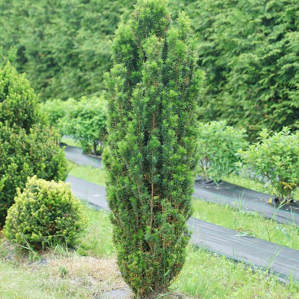 TAXUS STONEHENGE SKINNY YEW