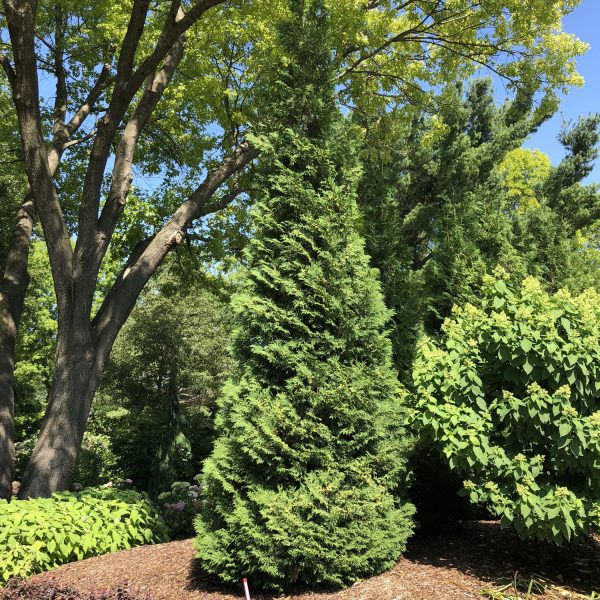 THUJA AMERICAN PILLAR ARBORVITAE