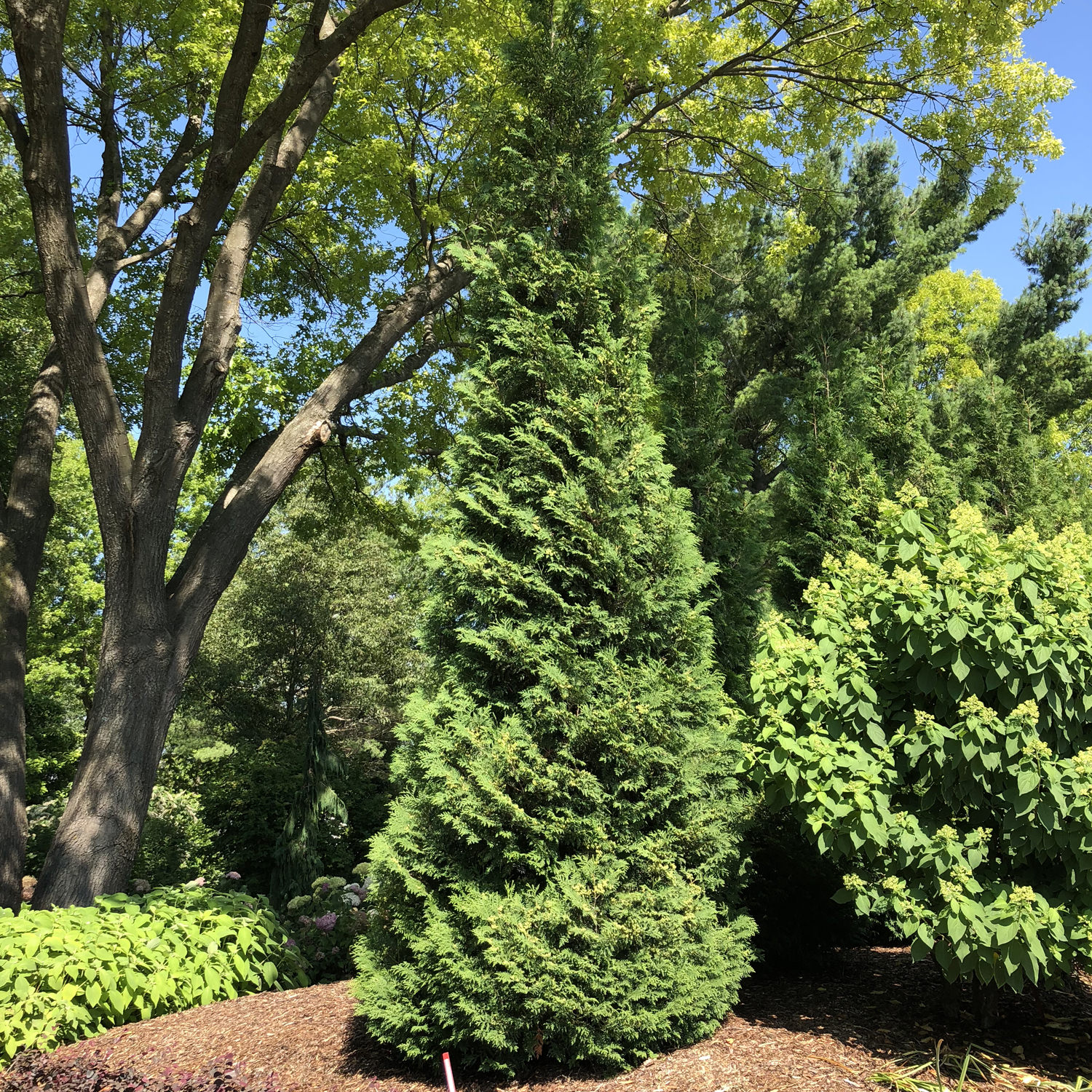 American Pillar Arborvitae Height American Pillar Arborvitae Has Dark