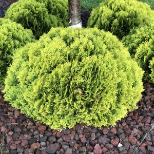 THUJA ANNAS MAGIC BALL ARBORVITAE