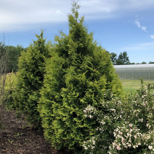 THUJA FILIPS MAGIC MOMENT ARBORVITAE