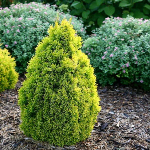 THUJA FILIPS MAGIC MOMENT ARBORVITAE