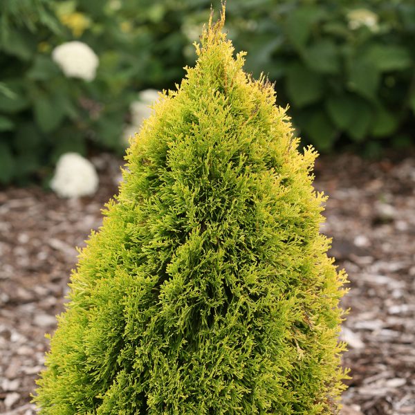 THUJA FILIPS MAGIC MOMENT ARBORVITAE