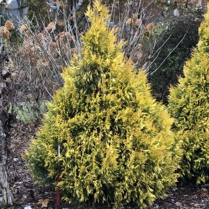 THUJA FLUFFY ARBORVITAE