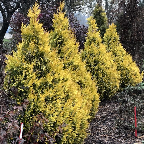 THUJA FLUFFY ARBORVITAE