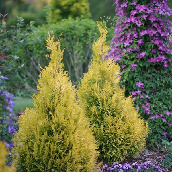 THUJA FLUFFY ARBORVITAE