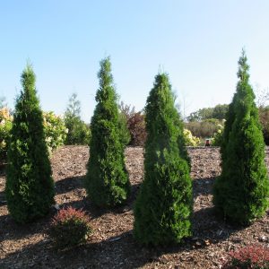 THUJA NORTH POLE ARBORVITAE