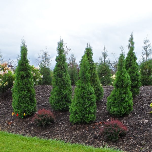 THUJA NORTH POLE ARBORVITAE